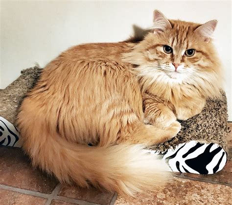 Welcome to Birchpoint Siberians Birchpoint Siberians is a CCA registered breeder of Siberian Neva Masquerade cats and kittens located in the Niagara Region of Ontario, Canada. . Seldom siberians cattery